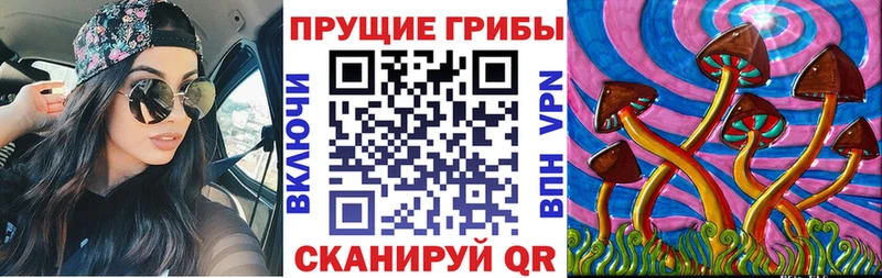 купить наркотики цена  Никольск  Псилоцибиновые грибы мицелий 